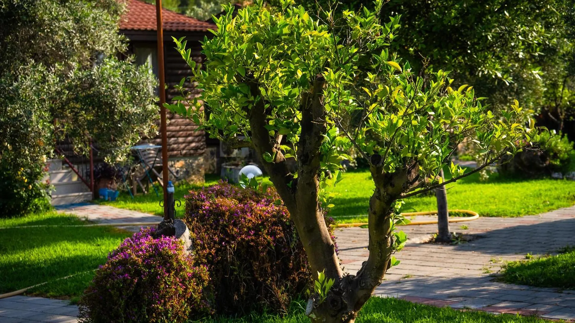 Defne Olive Gardens, Koca Calis, Fethiye - Previously Defne Pansiyon 0*,