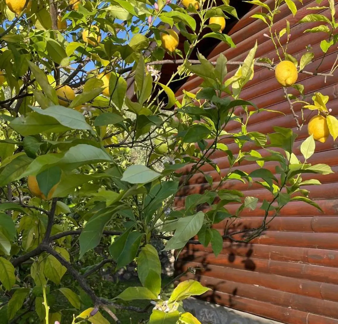 Defne Olive Gardens, Koca Calis, Fethiye - Previously Defne Pansiyon