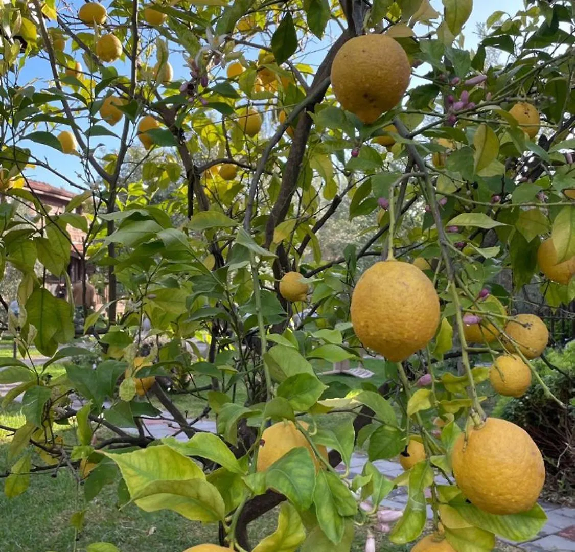 Defne Olive Gardens, Koca Calis, Fethiye - Previously Defne Pansiyon Turkey