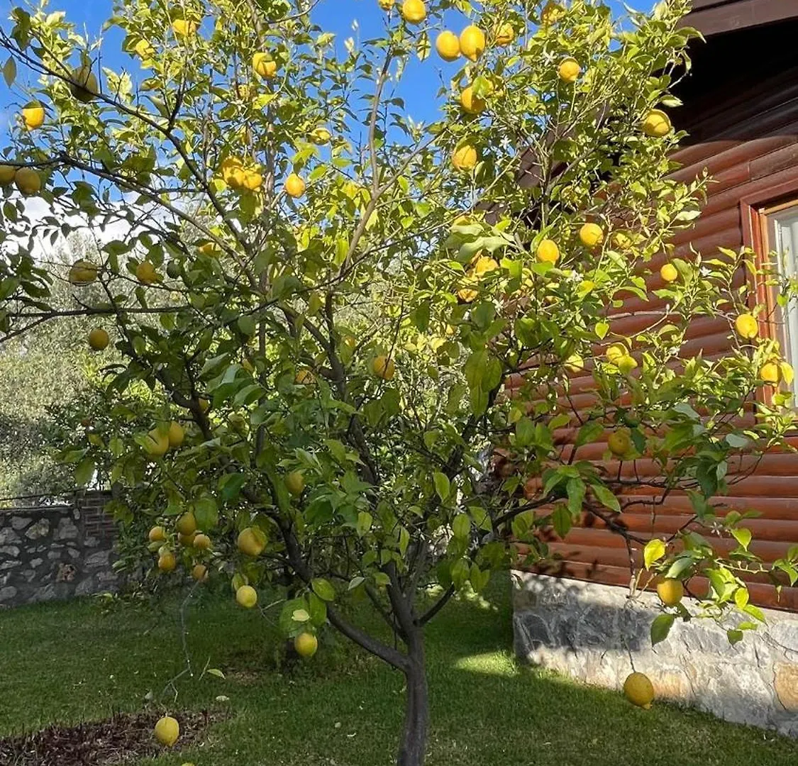 Defne Olive Gardens, Koca Calis, Fethiye - Previously Defne Pansiyon 0*,  Turkey